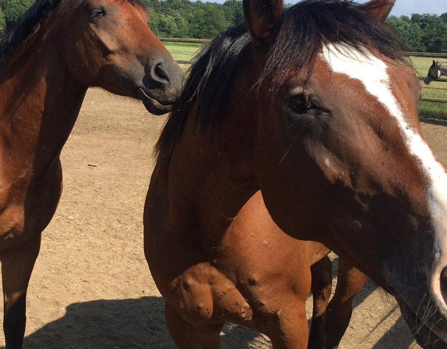 Trekking a cavallo per Montelago Experience